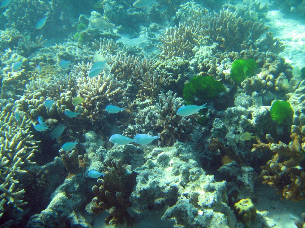 Reef & Marine Life